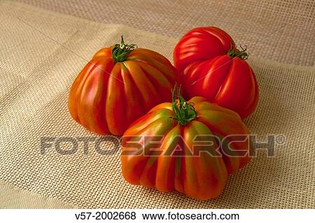 Three raf tomatoes. Still life. View Large Photo Image Stock Photo - Three raf tomatoes. Still life.. Fotosearch