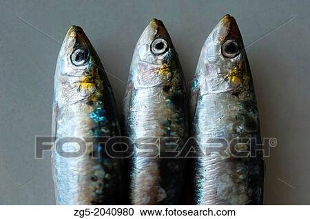 three raw sardines (Sardina pilchardus) on plate. View Large Photo Image Stock Image - three raw sardines (Sardina pilchardus) on plate.. Fotosearch