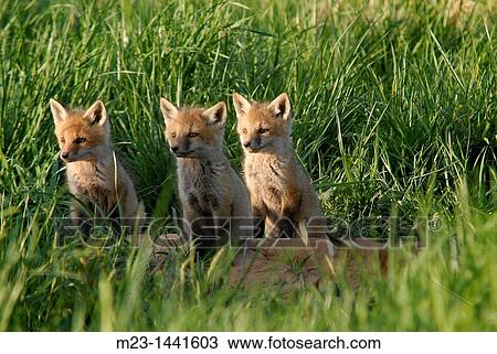 Three red fox kits focus on what's happening off to the side, Pennsylvania, USA View Large Photo Image Stock Image - Three red fox kits focus on what's happening off to the side, Pennsylvania, USA. Fotosearch