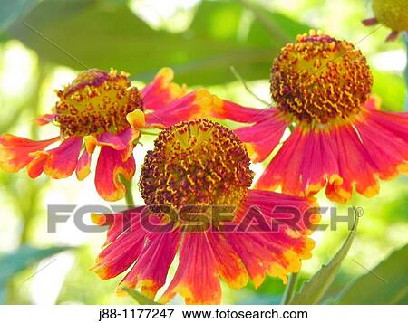 Three red Helenium autumnale flowers View Large Photo Image Stock Photo - Three red Helenium autumnale flowers. Fotosearch
