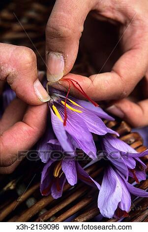 Stock Photograph - three red stigmas have to be hand-picked from the rest of the flower of saffron crocus sativus, Loiret department, region of Centre, France, Europe. Fotosearch