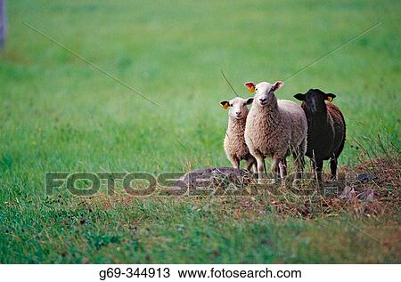 Three sheep on field. Bergliden, V? sterbotten, Sweden View Large Photo Image Stock Image - Three sheep on field. Bergliden, V? sterbotten, Sweden. Fotosearch