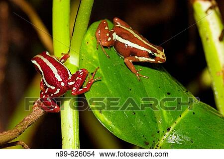 Picture - Three-striped Poison Frog (Epipedobates tricolor). Rainforest. Peru. Fotosearch
