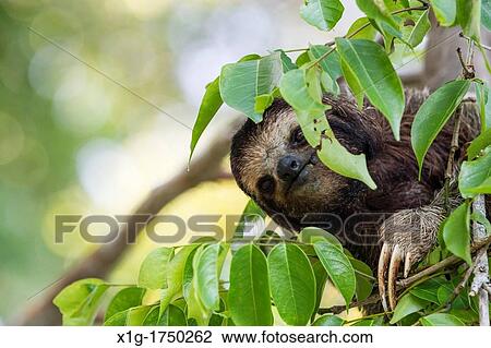Three-toed sloth Bradypus variegatus foraging on Isla Carenero, Bocas del Toro, Panama View Large Photo Image Stock Image - Three-toed sloth Bradypus variegatus foraging on Isla Carenero, Bocas del Toro, Panama. Fotosearch