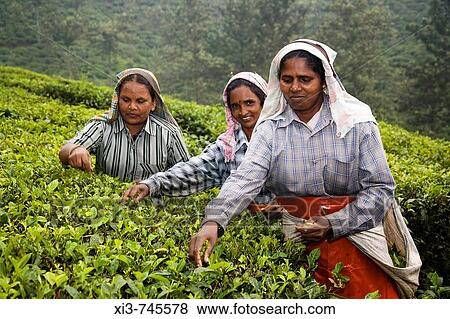 Three women picking leaves from tea plant, Periyar Connemara Estate, Vandiperiyar, Kerala, India View Large Photo Image Stock Photo - Three women picking leaves from tea plant, Periyar Connemara Estate, Vandiperiyar, Kerala, India. Fotosearch