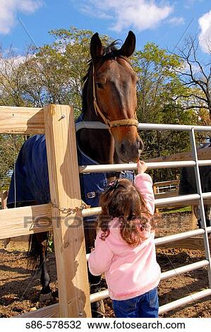 Three year old girl feeding grass to a horse, Stanhope Stables, Huntington, NY. USA. View Large Photo Image Stock Image - Three year old girl feeding grass to a horse, Stanhope Stables, Huntington, NY. USA.. Fotosearch