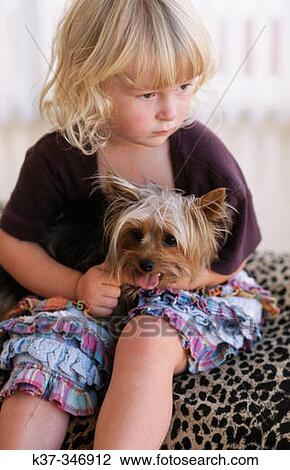Three years old girl holding small dog, a pedigreed Yorkshire Terrier. View Large Photo Image Stock Image - Three years old girl holding small dog, a pedigreed Yorkshire Terrier.. Fotosearch