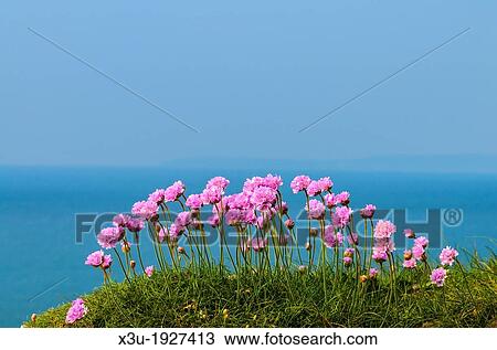 Stock Image - Thrift in flower overlooking the Atlantic sea on the Devon coast, England. Fotosearch