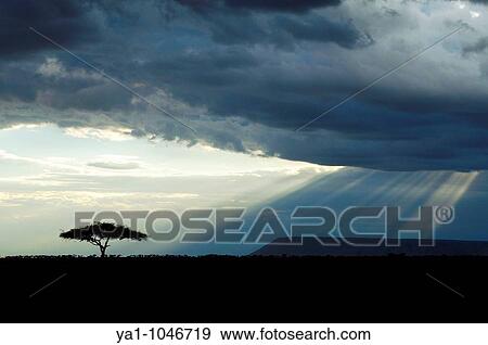 Thunderstorm clouds and sunbeams on Masai Mara National Park savannah. The tree is an acacia. Kenya View Large Photo Image Stock Photo - Thunderstorm clouds and sunbeams on Masai Mara National Park savannah. The tree is an acacia. Kenya. Fotosearch