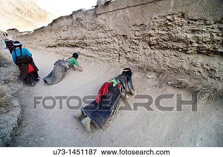 Tibetan pilgrims prostrating around the Labrang monastery in Gansu, China. View Large Photo Image Stock Photo - Tibetan pilgrims prostrating around the Labrang monastery in Gansu, China.. Fotosearch