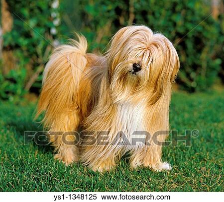 TIBETAN TERRIER DOG, ADULT STANDING ON GRASS View Large Photo Image Stock Photography - TIBETAN TERRIER DOG, ADULT STANDING ON GRASS. Fotosearch