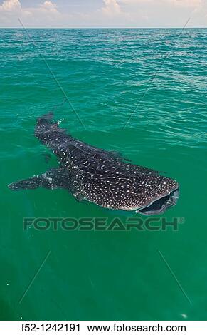 TIBURON BALLENA Rhincodon typus, Isla de Holbox, Estado de Quntana Roo, Pen? nsula de YucatBn, M? xico View Large Photo Image Stock Image - TIBURON BALLENA Rhincodon typus, Isla de Holbox, Estado de Quntana Roo, Pen? nsula de YucatBn, M? xico. Fotosearch