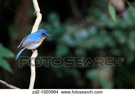 Tickell's Blue Flycatcher Cyornis tickelliae male perched on branch Kaeng Krachan National Park Thailand View Large Photo Image Picture - Tickell's Blue Flycatcher Cyornis tickelliae male perched on branch Kaeng Krachan National Park Thailand. Fotosearch