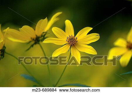 Picture - Tickseed in a field, Pennsylvania, USA. Fotosearch
