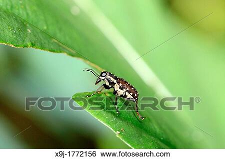 Tiger Beetle of borneo, Sarawak, Malaysia View Large Photo Image Stock Photograph - Tiger Beetle of borneo, Sarawak, Malaysia. Fotosearch