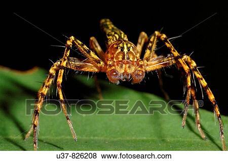 Tiger Jumping Spider View Large Photo Image Stock Photo - Tiger Jumping Spider. Fotosearch