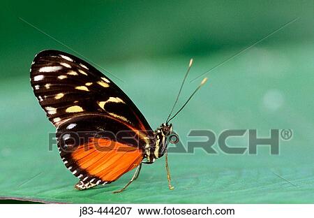 Stock Photo - Tiger longwing Butterfly (Heliconius hecale). Fotosearch