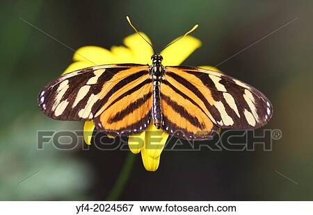Tiger Longwing butterfly (Heliconius ismenius) also called the Ismenius Tiger or Tiger Heliconian or Tiger Striped Longwing butterflies. View Large Photo Image Stock Photo - Tiger Longwing butterfly (Heliconius ismenius) also called the Ismenius Tiger or Tiger Heliconian or Tiger Striped Longwing butterflies.. Fotosearch