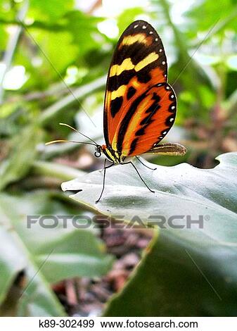Stock Photo - Tiger Mimic-Queen (Lycorea cleobaea). Fotosearch
