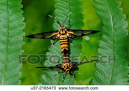 Tiger moths mating. Image taken at Kampung Skudup, Sarawak, Malaysia. View Large Photo Image Stock Image - Tiger moths mating. Image taken at Kampung Skudup, Sarawak, Malaysia.. Fotosearch