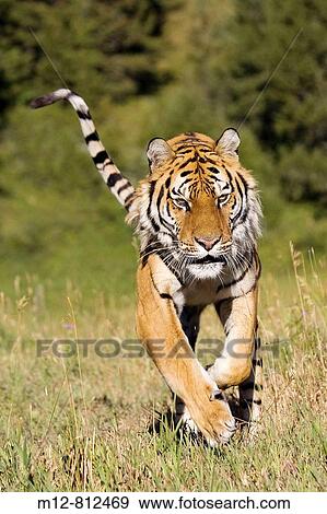Tiger on the run View Large Photo Image Stock Photo - Tiger on the run. Fotosearch