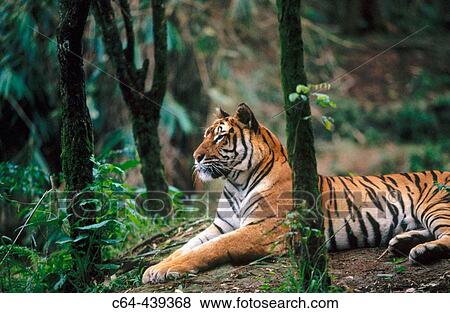 Tiger (Panthera tigris). Fauna reserve. Java. Indonesia View Large Photo Image Stock Photo - Tiger (Panthera tigris). Fauna reserve. Java. Indonesia. Fotosearch