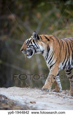 Tiger (Panthera tigris) in forest, Kanha National Park, Madhya Pradesh, India. View Large Photo Image Stock Image - Tiger (Panthera tigris) in forest, Kanha National Park, Madhya Pradesh, India.. Fotosearch