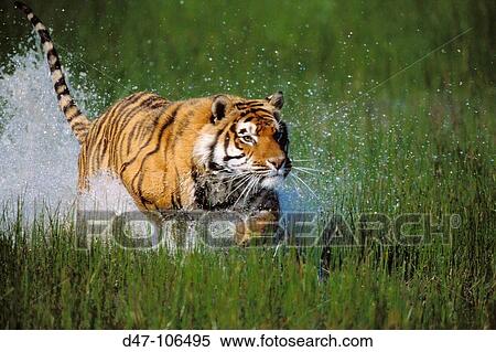 Stock Photography - Tiger (Panthera tigris). Fotosearch
