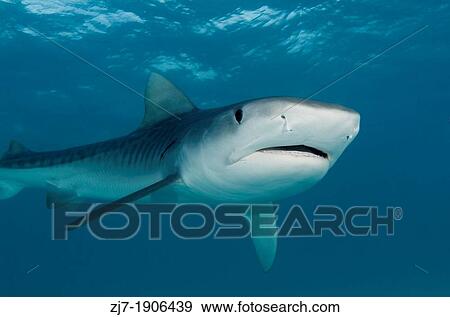 Tiger shark, Galeocerdo cuvier, Bahamas View Large Photo Image Stock Photo - Tiger shark, Galeocerdo cuvier, Bahamas. Fotosearch