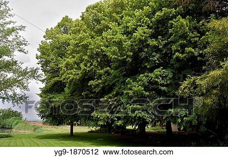 Tila tree LLeida Spain View Large Photo Image Stock Image - Tila tree LLeida Spain. Fotosearch