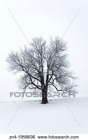 Stock Photograph - Tilia Tree on a Snow Field. Schonau. Austria.. Fotosearch