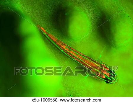Stock Photo - Tiny coral goby about 2 5cm long perches on top of coral to feed and fluoresces strongly range against the green fluorescent pigments in the coral. Fotosearch