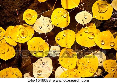Tiny droplets of water on aspen leaves in autumn View Large Photo Image Stock Photo - Tiny droplets of water on aspen leaves in autumn. Fotosearch