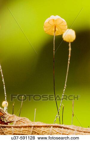 Stock Photo - Tiny mushrooms grow on dead leaf.. Fotosearch