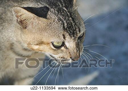 Tioman (Malaysia): a cat at Salang Beach View Large Photo Image Picture - Tioman (Malaysia): a cat at Salang Beach. Fotosearch