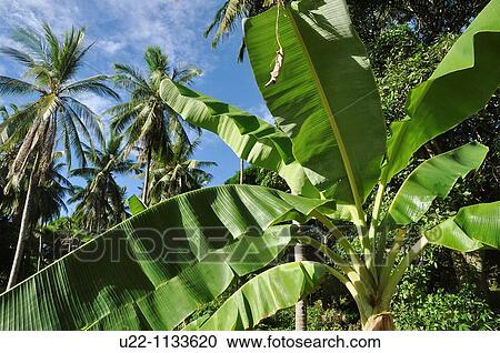 Stock Image - Tioman (Malaysia): bananas tree at Salang Beach. Fotosearch