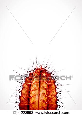 Tip of cactus on white background. View Large Photo Image Stock Image - Tip of cactus on white background.. Fotosearch