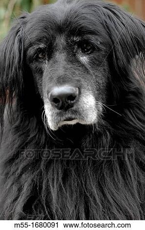 Tired old dog View Large Photo Image Stock Image - Tired old dog. Fotosearch