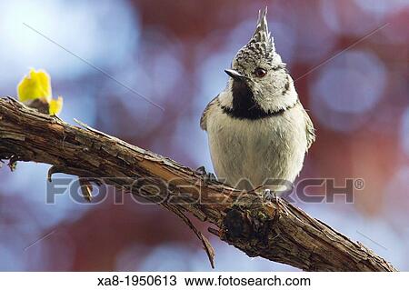 Tit perched on a branch of vine, Guadarrama National Park, Madrid, Spain View Large Photo Image Stock Image - Tit perched on a branch of vine, Guadarrama National Park, Madrid, Spain. Fotosearch