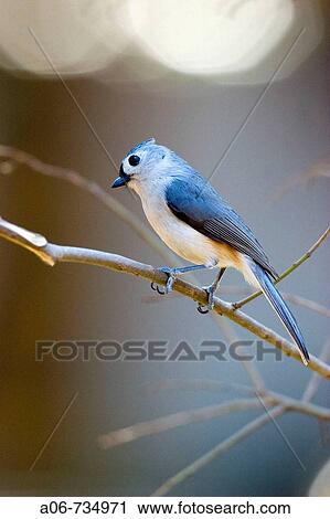Titmouse View Large Photo Image Stock Image - Titmouse. Fotosearch