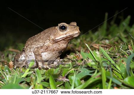 Toad. Image taken at MBKS Botanical Garden, Kuching, Sarawak, Malaysia. View Large Photo Image Stock Photo - Toad. Image taken at MBKS Botanical Garden, Kuching, Sarawak, Malaysia.. Fotosearch