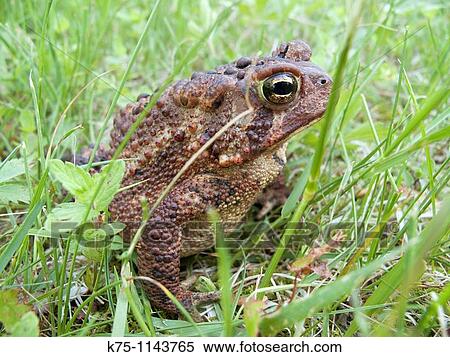 toad View Large Photo Image Stock Photography - toad. Fotosearch