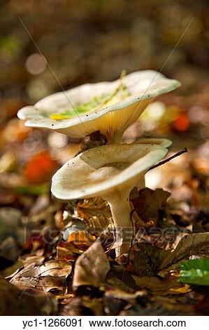 toadstools in autumn, fungi View Large Photo Image Stock Image - toadstools in autumn, fungi. Fotosearch