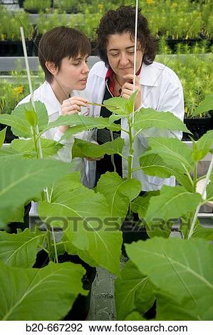 Tobacco biofactory plants, biosafety greenhouse, P2, Neiker Tecnalia, Instituto de Investigaci? n y Desarrollo Agrario, Ganadero, Forestal y del Medio Natural, Arkaute, Alava, Euskadi, Spain. View Large Photo Image Stock Image - Tobacco biofactory plants, biosafety greenhouse, P2, Neiker Tecnalia, Instituto de Investigaci? n y Desarrollo Agrario, Ganadero, Forestal y del Medio Natural, Arkaute, Alava, Euskadi, Spain.. Fotosearch
