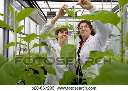 Tobacco biofactory plants, biosafety greenhouse, P2, Neiker Tecnalia, Instituto de Investigaci? n y Desarrollo Agrario, Ganadero, Forestal y del Medio Natural, Arkaute, Alava, Euskadi, Spain. View Large Photo Image Stock Image - Tobacco biofactory plants, biosafety greenhouse, P2, Neiker Tecnalia, Instituto de Investigaci? n y Desarrollo Agrario, Ganadero, Forestal y del Medio Natural, Arkaute, Alava, Euskadi, Spain.. Fotosearch