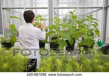 Tobacco biofactory plants, biosafety greenhouse, P2, Neiker Tecnalia, Instituto de Investigaci? n y Desarrollo Agrario, Ganadero, Forestal y del Medio Natural, Arkaute, Alava, Euskadi, Spain. View Large Photo Image Stock Photo - Tobacco biofactory plants, biosafety greenhouse, P2, Neiker Tecnalia, Instituto de Investigaci? n y Desarrollo Agrario, Ganadero, Forestal y del Medio Natural, Arkaute, Alava, Euskadi, Spain.. Fotosearch