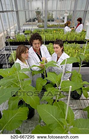 Tobacco biofactory plants, biosafety greenhouse, P2, Neiker Tecnalia, Instituto de Investigaci? n y Desarrollo Agrario, Ganadero, Forestal y del Medio Natural, Arkaute, Alava, Euskadi, Spain. View Large Photo Image Stock Photography - Tobacco biofactory plants, biosafety greenhouse, P2, Neiker Tecnalia, Instituto de Investigaci? n y Desarrollo Agrario, Ganadero, Forestal y del Medio Natural, Arkaute, Alava, Euskadi, Spain.. Fotosearch
