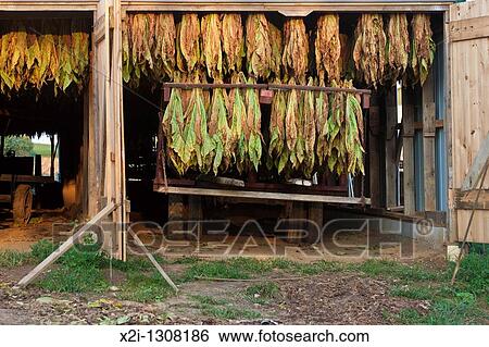 Tobacco Crop Hangs To Dry Inside White Barn On Amish Farm In