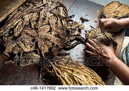 Tobacco factory, Viales Valley Pinar del Ro province, Cuba. View Large Photo Image Stock Image - Tobacco factory, Viales Valley Pinar del Ro province, Cuba.. Fotosearch