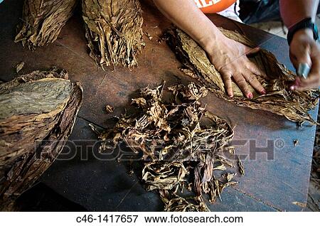 Tobacco factory, Viales Valley Pinar del R? o province, Cuba. View Large Photo Image Stock Photo - Tobacco factory, Viales Valley Pinar del R? o province, Cuba.. Fotosearch